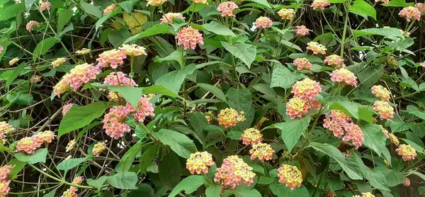 stock image West Indian pink and yellow Lantana also known as Common Lantana is a species of flowering plant. Its native place is central and south American tropics. But it is spread out from America.