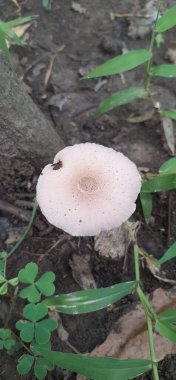 Fragile Dapperling Mushroom is a Agricaceae family Gilled Mushroom, It is also known Leucocoprinus Fragilissimus. clipart