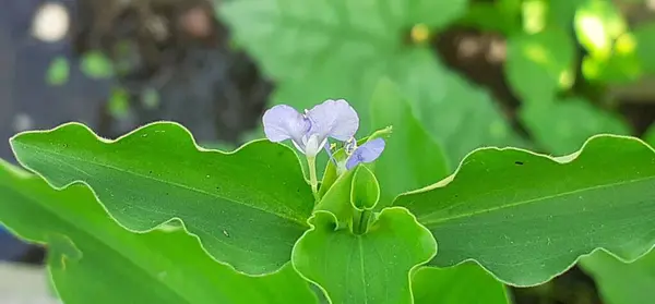 stock image Commelina Benghalensis or Bengal Dayflower is a tropical Asia and African Perennial herb, It is also known Tropical Spiderwort, Wandering Jew and Kanshira. 