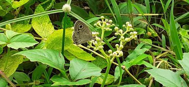 Ypthima Huebneri or Common Fourring is a Satyrinae family species butterfly. Its mainly found in Asian countries  India, Nepal, Burma and Malaysia. clipart