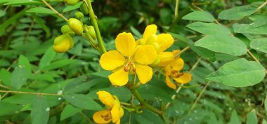 Senna Occidentalis is species of a Pantropical Plant. It is also known coffee senna,Septicweed,Mogdad Coffee,Stinkingweed,Coffeeweed,Piss-a-Bed,Negro-Coffee,Senna Coffee,Styptic Weed. clipart