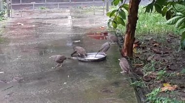 Jungle Babbler, Leiothrichidae familyasından vahşi bir kuş türü. Ayrıca Seven Brothers veya Seven Sisters olarak da bilinir. Genellikle Hint Altkıtası 'nda bulunur..