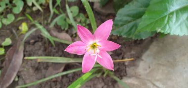 Pembe Yağmurlu Zambak çok küçük bir çiçektir. Aynı zamanda pembe zambak, pembe zambak, pembe zambak, pembe zambak olarak da bilinir..