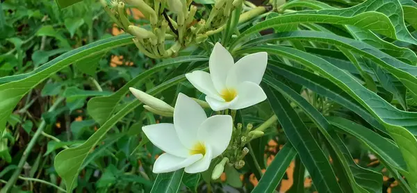 stock image Plumeria Pudica is Apocynaceae family flowering plant. It is commonly known Bridal Bouquet, White Frangipani, Fiddle leaf Plumeria, Wild Plumeria, Bonairian Oleander, Thai Champa and Naag Champa.