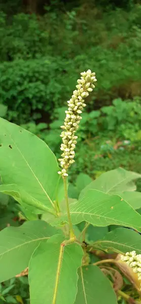 stock image Pale Smartweed or Persicaria Lapathifolia is a Polygonaceae family flowering plant, It is also know as Willow Weed,Pale Persicaria and Curlytop Knotweed. 