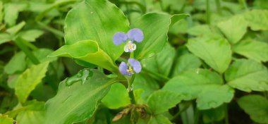 Commelina Benghalensis veya Bengal Dayflower, Afrika kıtasında bulunan tropikal bir bitki türü..