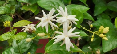 Arap Yasemin ya da Sambac Yasemin, tatlı kokulu Oleaceae Ailesi çiçekli bitkidir. Bu çiçekli bitkinin doğal yeri tropikal Asya 'dır..