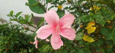 Hibiscus Çiçeği (İngilizce: 