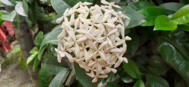 Ixora ya da Batı Hintli Jasmine, Rubiaceae familyasından bir çiçek bitkisidir. Viruchi, Çin Ixora, Kiskaara, Kepale, Rangan, Kheme, Ponna, Chann Tanea, Techi, Pan ve Jungle Flame olarak da bilinir..