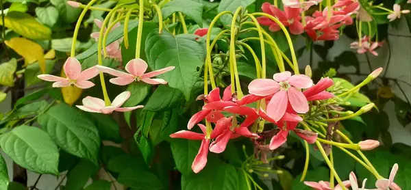 stock image Combretum Indicum is a Combretaceae family vine. It is also known as Rangoon Creeper and Burma Creeper. The native place of this vine is Tropical Asia.