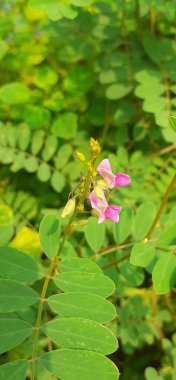 Tephrosia Purpurea is a species of Fabaceae family flowering plant. It is widely distributed in India and Sri Lanka. clipart