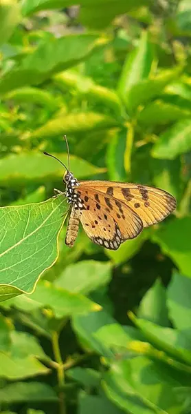 stock image Acraea Terpsicore Butterfly is a brush footed butterfly family small size butterfly. It is also known Tawny Coster, Its Mainly found in India,Bangaldesh,Sri Lanka,Singapore and Thailand. 