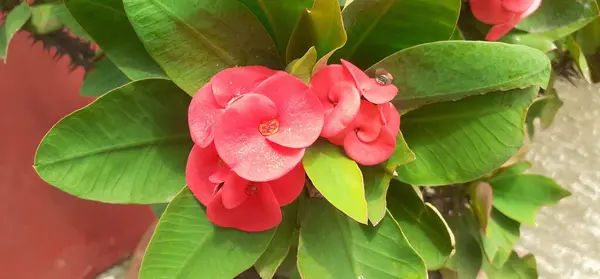 stock image Euphorbia Milii or Crown of Thorn flowers is a species of Euphorbiaceae family flowering plant flowers. It is also known Christ Plant and Christ Thorn. Native place plant is Madagascar.