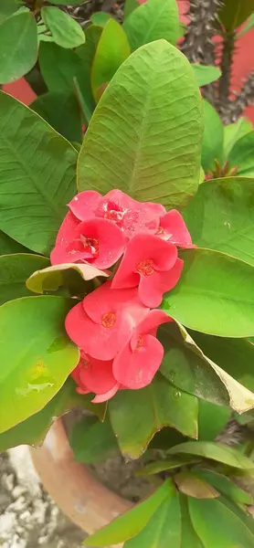 stock image Euphorbia Milii or Crown of Thorn flowers is a species of Euphorbiaceae family flowering plant flowers. It is also known Christ Plant and Christ Thorn. Native place plant is Madagascar.