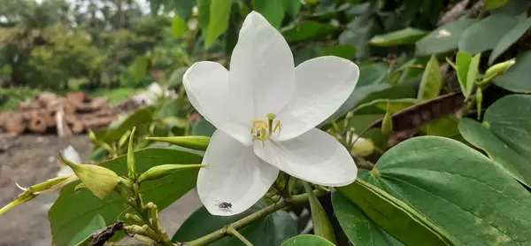 Stock image Bauhinia Acuminata is a fabaceae family flowering shrub. It is also known as Dwarf White Bauhinia, White Orchid-Tree and Snowy Orchid-Tree. Native place of this shrub is Southeastern Asia.