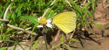 Yaygın Çimen Sarı Kelebeği, Eurema Hecabe ve Çimen Sarı Kelebeği olarak da bilinir. Çoğunlukla yere yakın uçtukları ve açık çim alanları ile Asya, Avustralya 'da bulundukları görülmektedir..