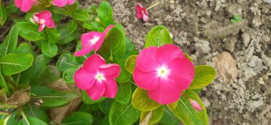 Madagaskar Periwinkle, Apocynaceae familyasından bir çiçek bitkisidir. Ayrıca Catharanthus Roseus, Vinca Rosea, Vinca Alkaloids, Bright Eyes, Cape Periwinkle, Graveyard Plant ve Old Maid olarak da bilinir..