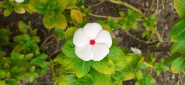 Madagaskar Periwinkle, Apocynaceae familyasından bir çiçek bitkisidir. Ayrıca Catharanthus Roseus, Vinca Rosea, Vinca Alkaloids, Bright Eyes, Cape Periwinkle, Graveyard Plant ve Old Maid olarak da bilinir..