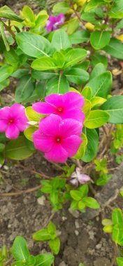 Madagaskar Periwinkle, Apocynaceae familyasından bir çiçek bitkisidir. Ayrıca Catharanthus Roseus, Vinca Rosea, Vinca Alkaloids, Bright Eyes, Cape Periwinkle, Graveyard Plant ve Old Maid olarak da bilinir..