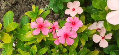 Madagaskar Periwinkle, Apocynaceae familyasından bir çiçek bitkisidir. Ayrıca Catharanthus Roseus, Vinca Rosea, Vinca Alkaloids, Bright Eyes, Cape Periwinkle, Graveyard Plant ve Old Maid olarak da bilinir..
