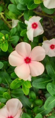 Madagaskar Periwinkle, Apocynaceae familyasından bir çiçek bitkisidir. Ayrıca Catharanthus Roseus, Vinca Rosea, Vinca Alkaloids, Bright Eyes, Cape Periwinkle, Graveyard Plant ve Old Maid olarak da bilinir..