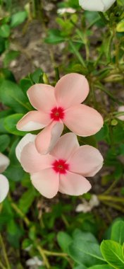 Madagaskar Periwinkle, Apocynaceae familyasından bir çiçek bitkisidir. Ayrıca Catharanthus Roseus, Vinca Rosea, Vinca Alkaloids, Bright Eyes, Cape Periwinkle, Graveyard Plant ve Old Maid olarak da bilinir..