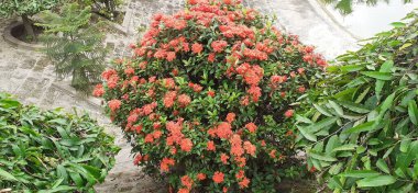 Orman Geranium, Rubiaceae familyasından bir bitki türü. Orman Alevi, Pendkuli, Ixora coccinea ve Ormanın Alevi olarak da bilinir. Bu çiçekli bitkinin doğal yeri Hindistan 'dır..