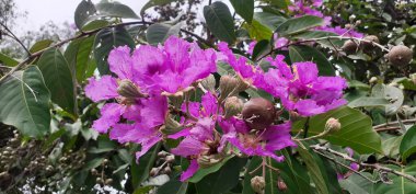  Hindistan 'ın Gururu bir Lythraceae ailesi çiçek açan bitkisidir. Ayrıca Lagerstroemia speciosa, Giant crepe-myrtle, Queen 's crepe-myrtle, Banaba, Queen' s flower ve Jarul olarak da bilinir.. 