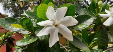 Gardenia Taitensis is an evergreen tropical flowering plant in the Rubiaceae family. It is known as Tahitian Gardenia and Tiare flower. Its Native place is Polynesia. clipart