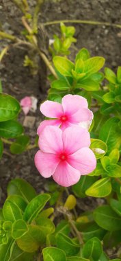 Madagaskar Periwinkle, Apocynaceae familyasından bir çiçek bitkisidir. Ayrıca Catharanthus Roseus, Vinca Rosea, Vinca Alkaloids, Bright Eyes, Cape Periwinkle, Graveyard Plant ve Old Maid olarak da bilinir..