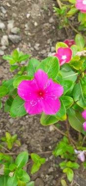 Madagaskar Periwinkle, Apocynaceae familyasından bir çiçek bitkisidir. Ayrıca Catharanthus Roseus, Vinca Rosea, Vinca Alkaloids, Bright Eyes, Cape Periwinkle, Graveyard Plant ve Old Maid olarak da bilinir..
