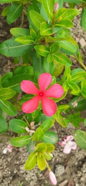 Madagascar Periwinkle is an Apocynaceae family flowering plant. It is also known as Catharanthus Roseus, Vinca Rosea, Vinca Alkaloids, Bright Eyes, Cape Periwinkle, Graveyard Plant, and Old Maid. clipart