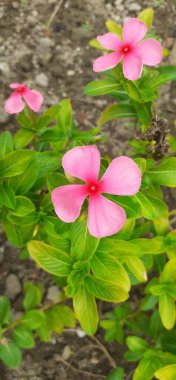 Madagaskar Periwinkle, Apocynaceae familyasından bir çiçek bitkisidir. Ayrıca Catharanthus Roseus, Vinca Rosea, Vinca Alkaloids, Bright Eyes, Cape Periwinkle, Graveyard Plant ve Old Maid olarak da bilinir..