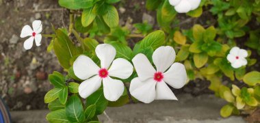 Madagaskar Periwinkle, Apocynaceae familyasından bir çiçek bitkisidir. Ayrıca Catharanthus Roseus, Vinca Rosea, Vinca Alkaloids, Bright Eyes, Cape Periwinkle, Graveyard Plant ve Old Maid olarak da bilinir..