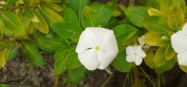 Madagascar Periwinkle is an Apocynaceae family flowering plant. It is also known as Catharanthus Roseus, Vinca Rosea, Vinca Alkaloids, Bright Eyes, Cape Periwinkle, Graveyard Plant, and Old Maid. clipart