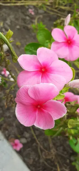 stock image Madagascar Periwinkle is an Apocynaceae family flowering plant. It is also known as Catharanthus Roseus, Vinca Rosea, Vinca Alkaloids, Bright Eyes, Cape Periwinkle, Graveyard Plant, and Old Maid.