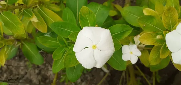 stock image Madagascar Periwinkle is an Apocynaceae family flowering plant. It is also known as Catharanthus Roseus, Vinca Rosea, Vinca Alkaloids, Bright Eyes, Cape Periwinkle, Graveyard Plant, and Old Maid.