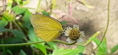 Yaygın Çimen Sarı Kelebeği, Eurema Hecabe ve Çimen Sarı Kelebeği olarak da bilinir. Çoğunlukla yere yakın uçtukları ve açık çim alanları ile Asya, Avustralya 'da bulundukları görülmektedir..