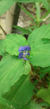 Commelina Benghalensis veya Bengal Dayflower, Afrika kıtasında bulunan tropikal bir bitki türü..