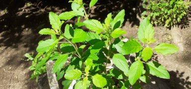 Kutsal Basil, Lamiaceae ailesinin aromatik bir bitkisidir. Ocimum Tenuiflorum, Tulsi ve Tulasi olarak da bilinir. Bu bitkinin doğduğu yer Asya 'nın tropikal ve subtropikal bölgeleridir..