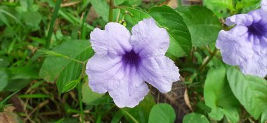  Ruellia tuberosa çiçeği, Acanthaceae familyasından çiçek açan bir bitki türüdür. Asıl yeri Orta Amerika 'dır..