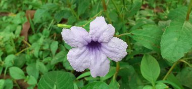  Ruellia tuberosa çiçeği, Acanthaceae familyasından çiçek açan bir bitki türüdür. Asıl yeri Orta Amerika 'dır..