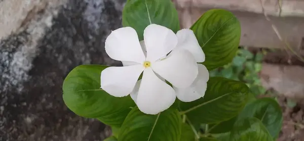 Stock image Madagascar Periwinkle is an Apocynaceae family flowering plant. It is also known as Catharanthus Roseus, Vinca Rosea, Vinca Alkaloids, Bright Eyes, Cape Periwinkle, Graveyard Plant, and Old Maid.