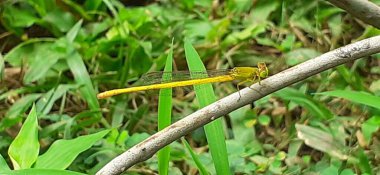 Ceriagrion Coromandelianum is a species of damselfly Its also known coromandel marsh dart or yellow waxtail. This species insect mostly founded in south Asian countries such as India, Nepal ,Srilanka. clipart