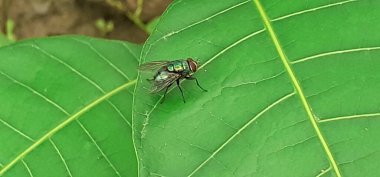 Common Green Bottle Fly is a Calliphoridae family blowfly. It is also known as Lucilia Sericata. It is found most areas around the world. clipart