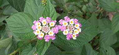 Lantana Camara, çiçekli bir bitki türüdür. Anavatanı Orta ve Güney Amerika tropik bölgeleridir. Ama Amerika 'dan 50' den fazla ülkeye yayılmış durumda..