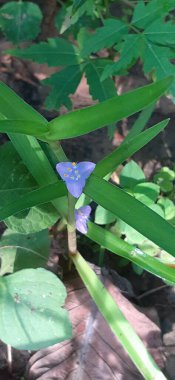 Tradescantia Subaspera is a Commelinaceae family flowering plant. It is also known as Zigzag Spiderwort. The native place of this plant is in the eastern United States. clipart