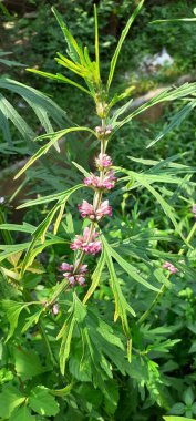 Leonurus sibiricus, Lamiaceae familyasından bir bitki türü. Bal otu olarak da bilinir ve Sibirya Motherwort otudur. Bu tesisin anavatanı Çin, Moğolistan ve Sibirya 'dır..