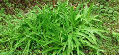 Pembe Çizgili Trompet Zambağı, Amarillis ailesinden bir bitkisel çiçek bitkisidir. Crinum Latifolium ve Wide Leaves Crinum Lily olarak da bilinir. Bu santralin doğal yeri Hindistan ve Sri Lanka 'dır..