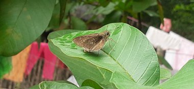 Borbo Cinnara, also known Rice Swift or Formosan Swift belonging from Hesperiidae butterfly family. Its mostly found in India, Sri Lanka, Burma and Australia. clipart